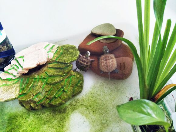 养龟的禁忌怎样养乌龟才是对的,对养龟的新手来说哪种乌龟最好