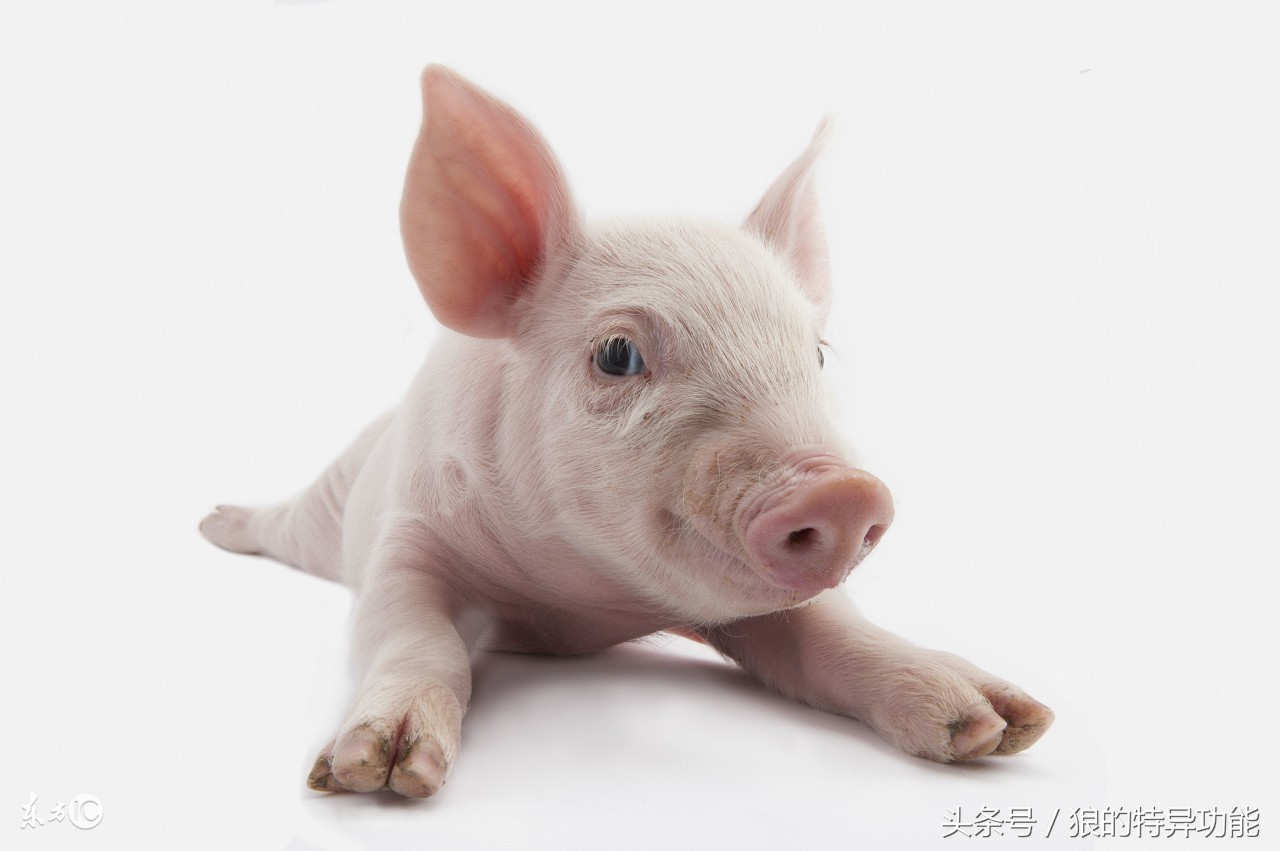 8月属猪运势大揭秘,属猪人4月份运势揭秘