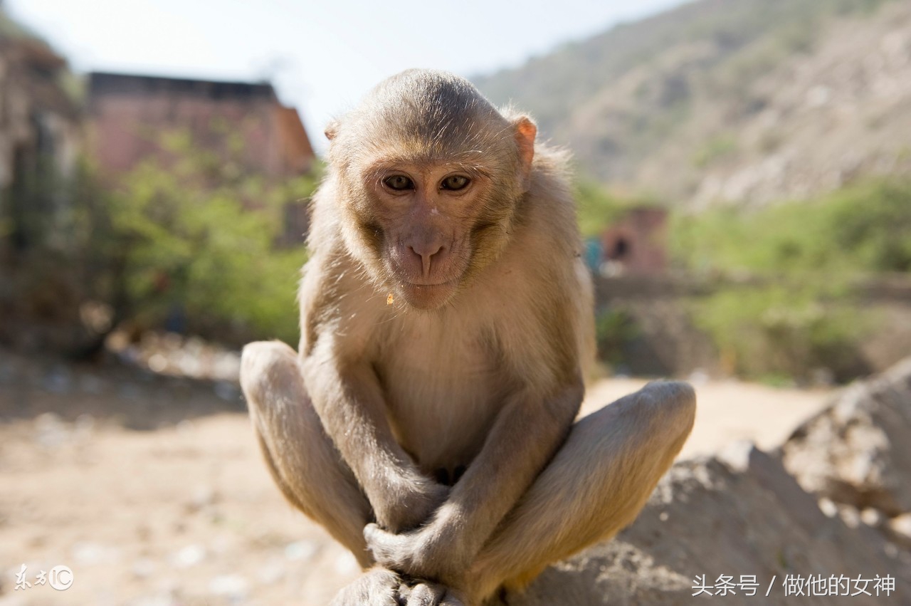 生肖猴在明天会遇到什么好事,生肖猴今年有进财之喜