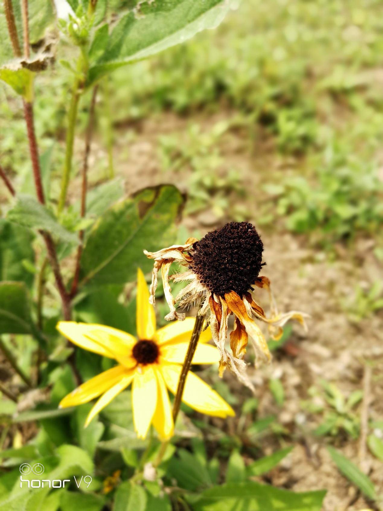 光荣v9和光荣9的性能有什么区别,光荣9和光荣v9哪个好值得买