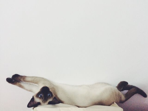 每日一猫暹罗猫,猫界保姆暹罗猫