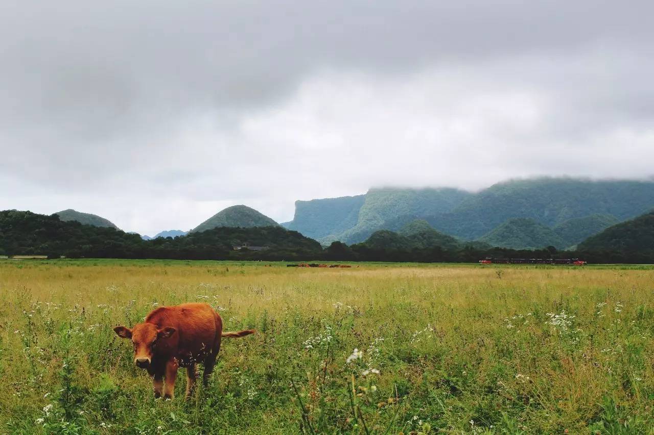 北纬30°神秘之境，在高山草甸、追逐鹿群，这里美的像天堂！