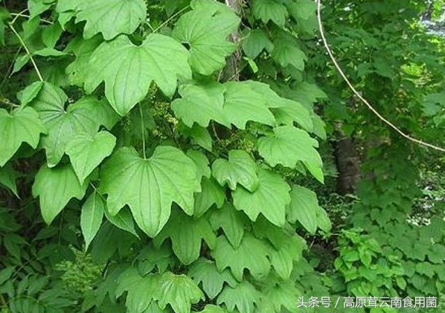 东北中药材种植什么品种前景好点,适合东北种植的中药材有哪些品种