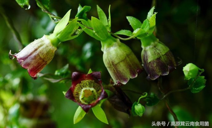 东北中药材种植什么品种前景好点,适合东北种植的中药材有哪些品种