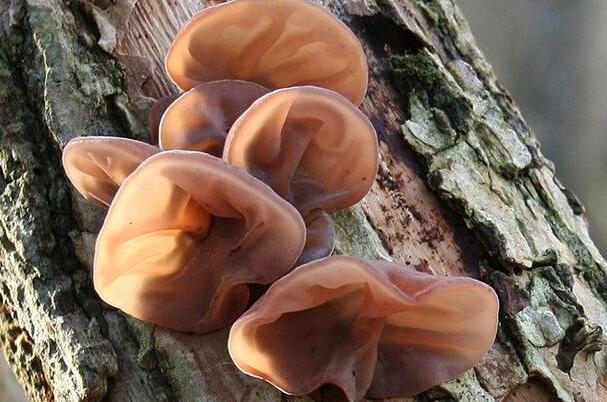 令人毛骨悚然的五种巨型生物,最稀有的10种菌类