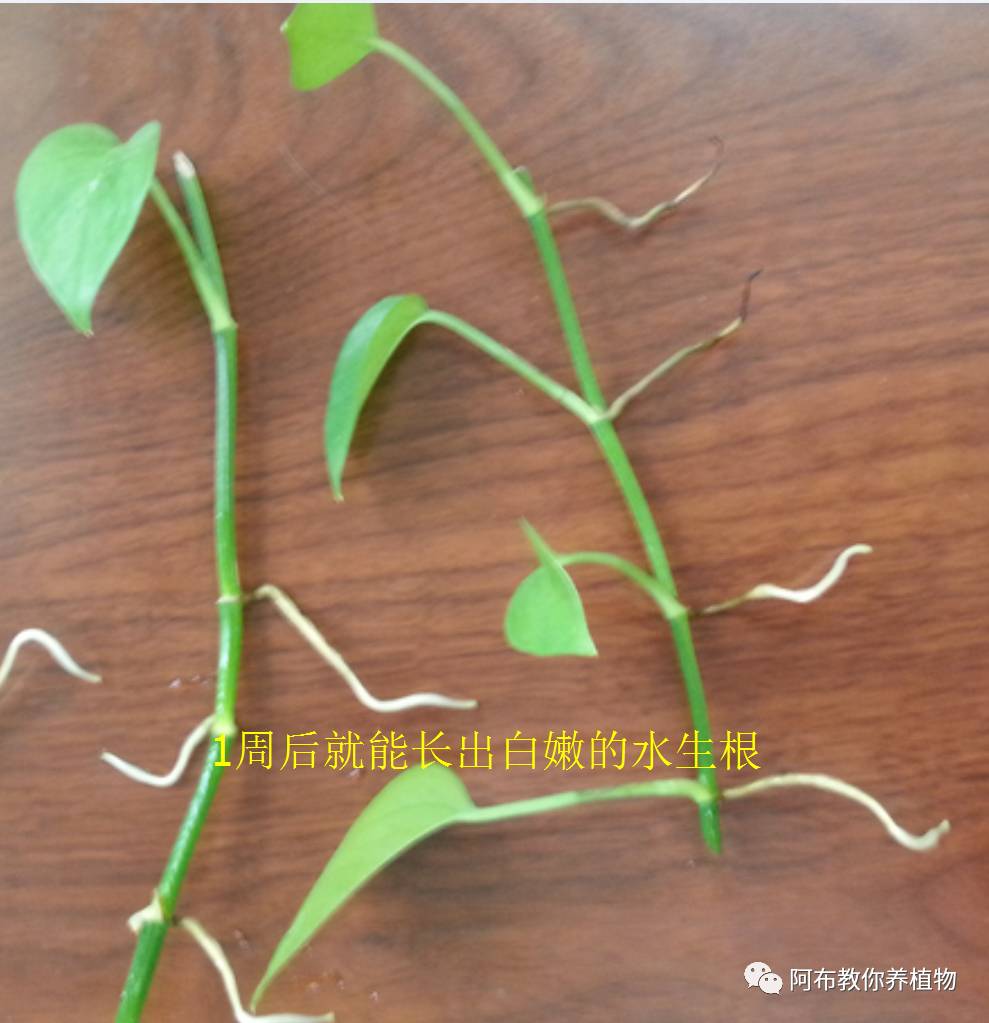 绿萝绿植怎么养活得快一点,绿萝绿植养护技巧图解大全