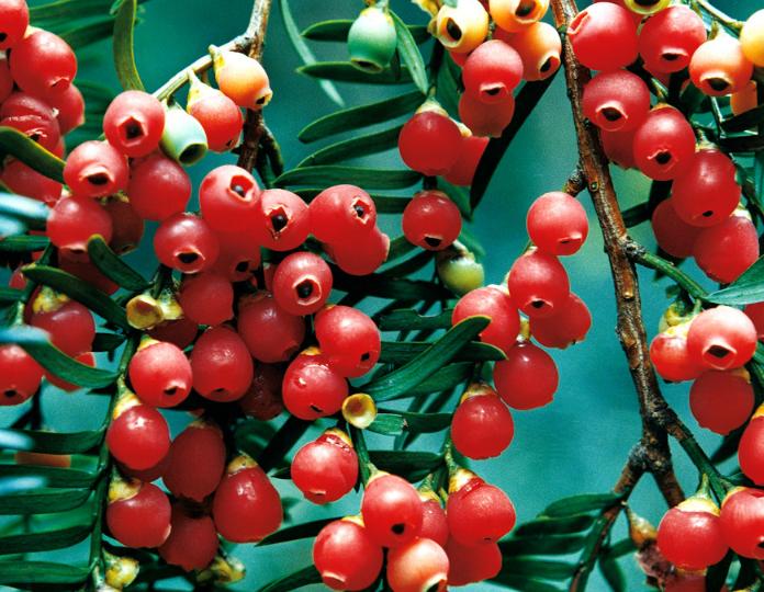 全球最大红豆杉基地,红豆杉行情怎么样