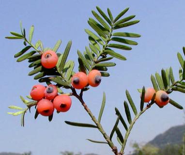 全球最大红豆杉基地,红豆杉行情怎么样