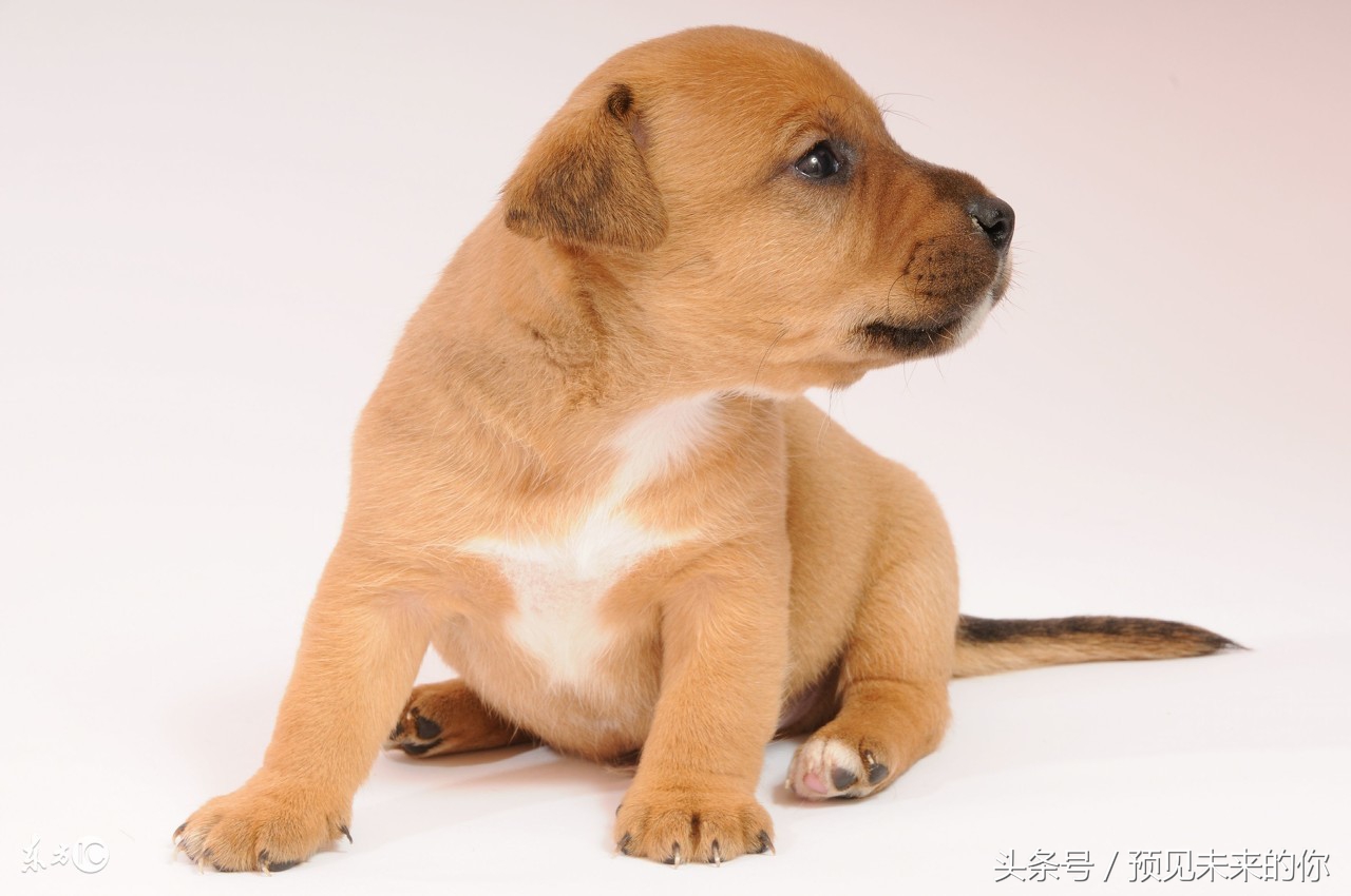 属狗的人几日出生最好命,属狗人各个时辰出生的运气