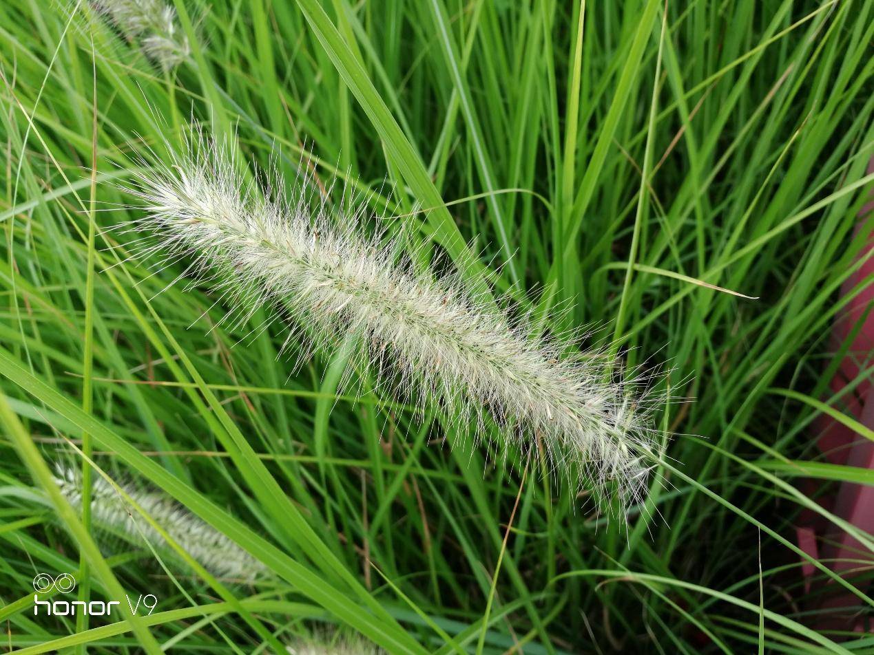 光荣v9和光荣9的性能有什么区别,光荣9和光荣v9哪个好值得买