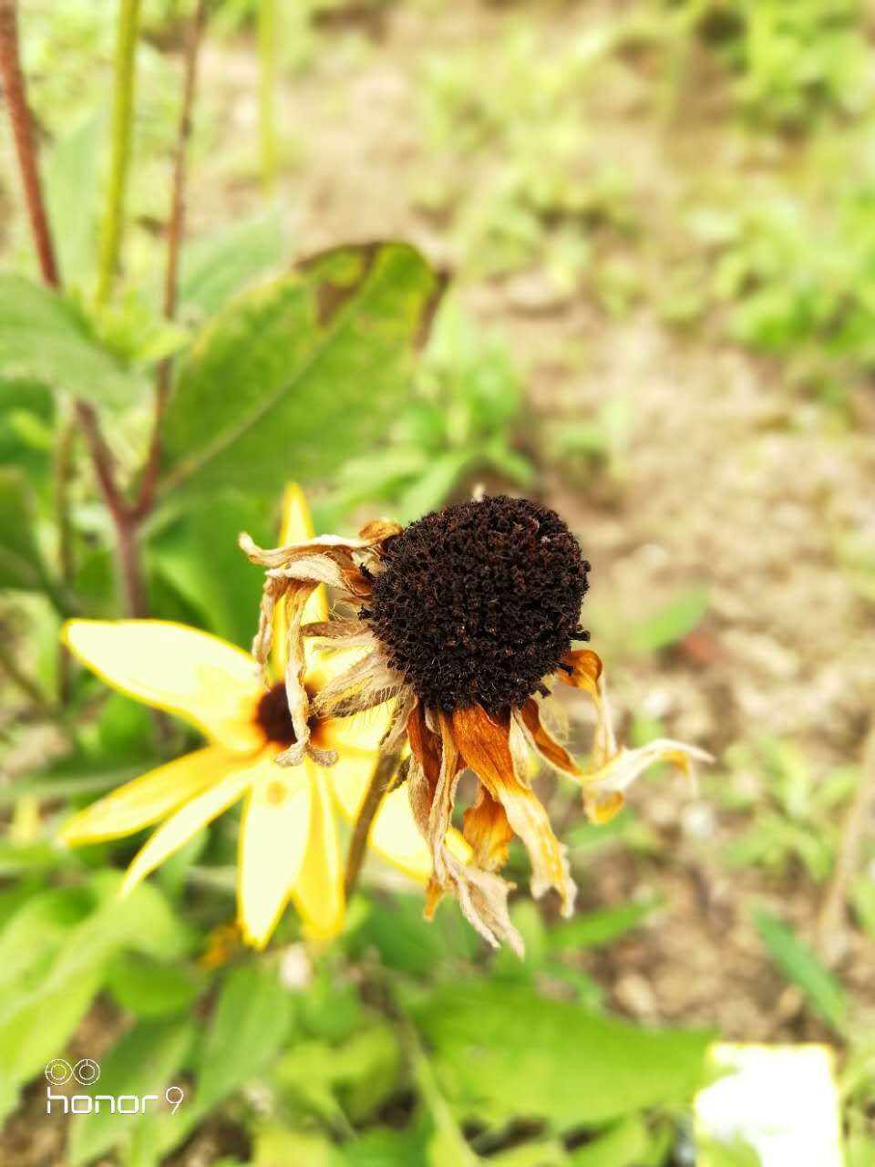 光荣v9和光荣9的性能有什么区别,光荣9和光荣v9哪个好值得买