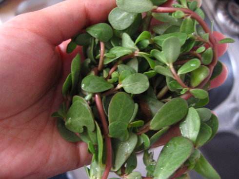 皮肤长小红痣不痛不痒是什么原因,身上长了好多小红痣是什么症状