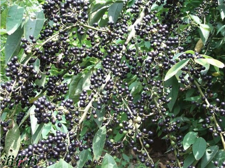 分享一下贵州凯里酸汤鱼,猫爷讲历史