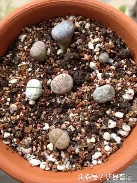 不用买营养土，这些“料”选一样加到花盆里，花大色艳叶片绿油油