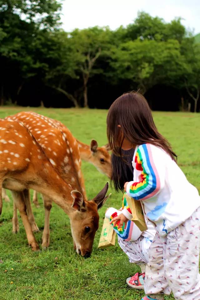 北纬30°神秘之境，在高山草甸、追逐鹿群，这里美的像天堂！