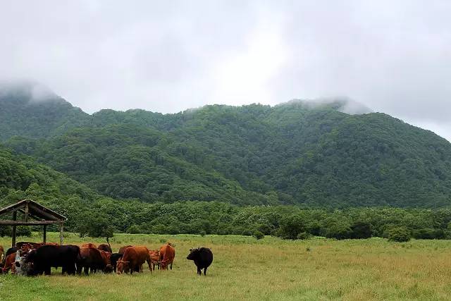 北纬30°神秘之境，在高山草甸、追逐鹿群，这里美的像天堂！