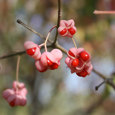 七夕送男朋友的定情信物,七夕准备好了爱的信物