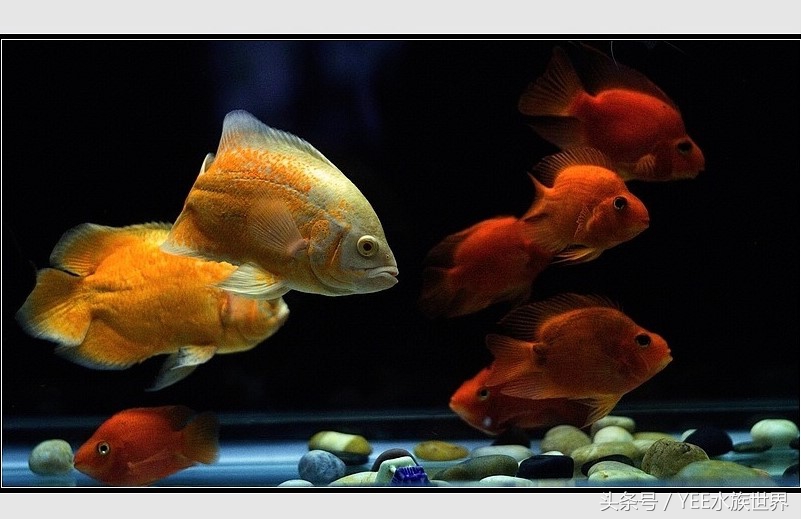 一米五的鱼缸养几条地图鱼合适,地图鱼能和什么鱼一起养好一些