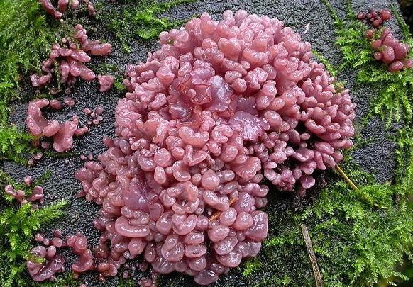 令人毛骨悚然的五种巨型生物,最稀有的10种菌类