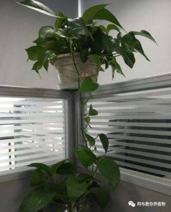 绿萝绿植怎么养活得快一点,绿萝绿植养护技巧图解大全