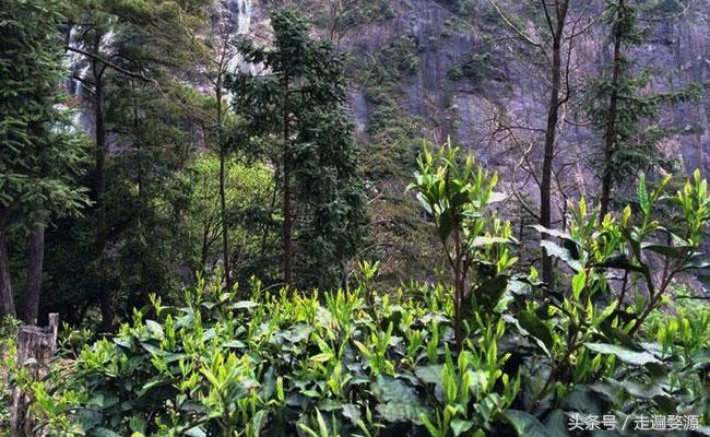 婺源千年茶乡,中国最美乡村婺源有什么美食