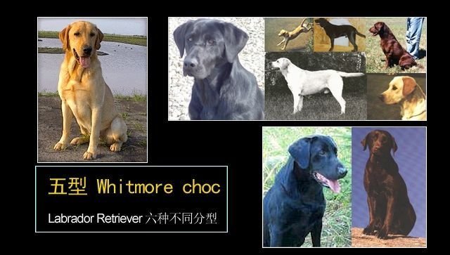 拉布拉多幼犬后腿正常形态,拉布拉多真有五种形态吗
