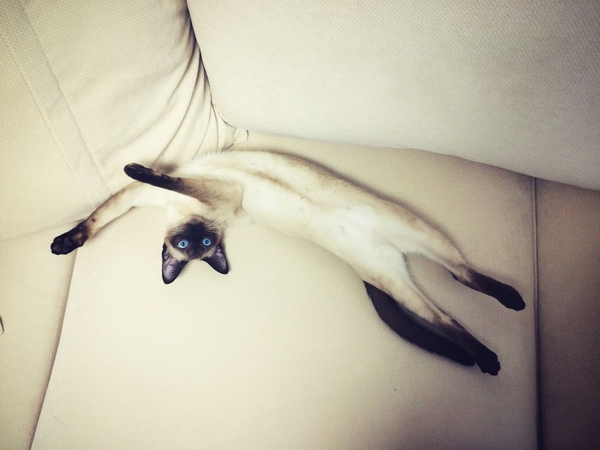 每日一猫暹罗猫,猫界保姆暹罗猫