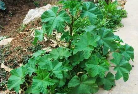 身边常见草药图片及价格,身边最常见的中草药图片大全