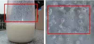 奶粉挂壁是决定奶粉好坏的标准吗,奶粉挂壁严重是质量问题吗