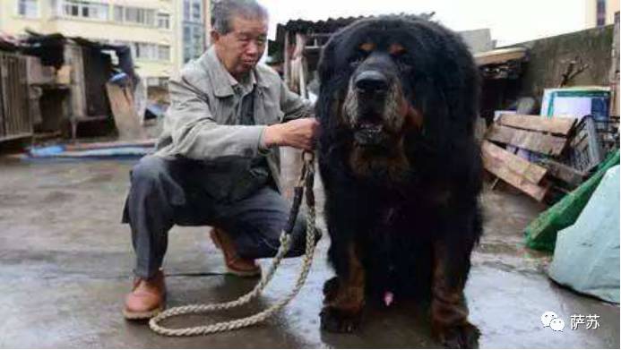 二郎神的狗是不是哮天犬,二郎神的哮天犬是不是真实存在