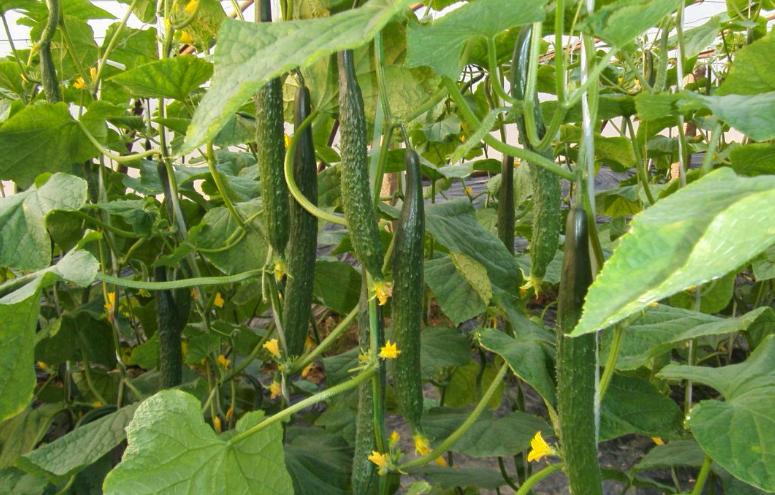 农民种植哪些水果多一些,十大适合农村种植的蔬菜项目推荐