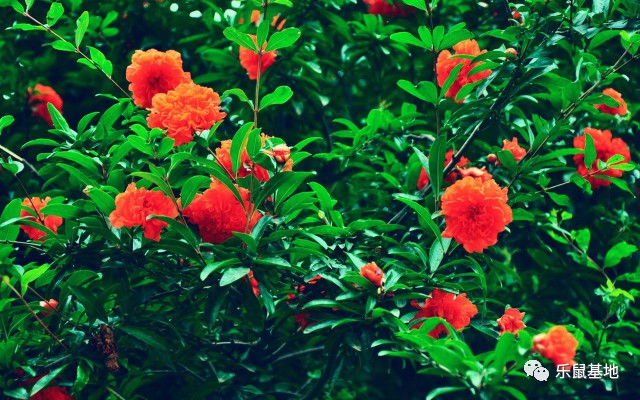 即将收获的石榴既美观又美味,又大又红的石榴真好吃