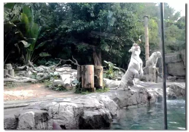 长隆野生动物世界抱考拉,考拉长隆野生动物园