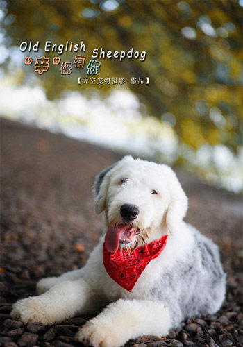 狗狗健康饮食,狗狗健康养狗常识宠物保健