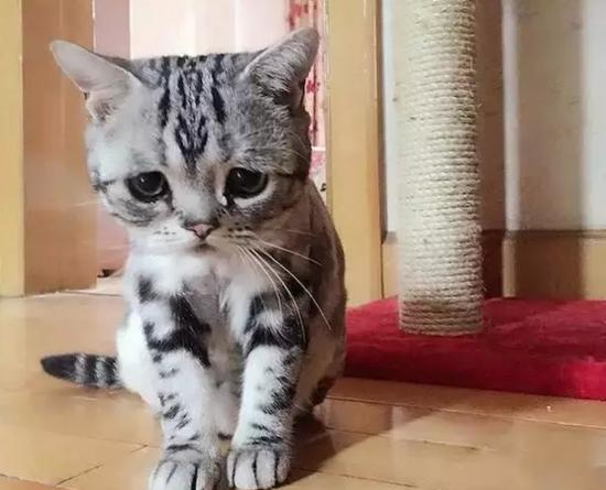 激萌小猫咪,萌到哭的小猫咪