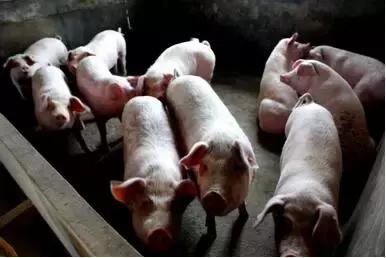 三大养殖业前景,养殖业巨头业绩排名第一