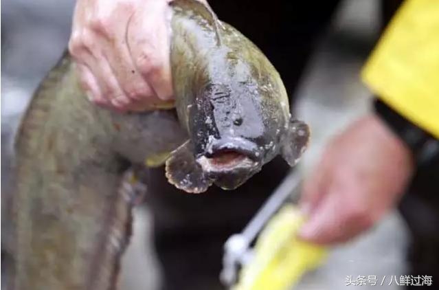 鳗鱼的智商有多高,鳗鱼的神奇之处