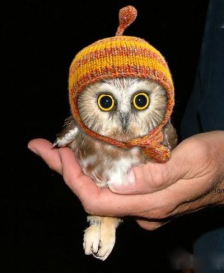 猫头鹰能当宠物吗视频,猫头鹰可以当宠物养吗