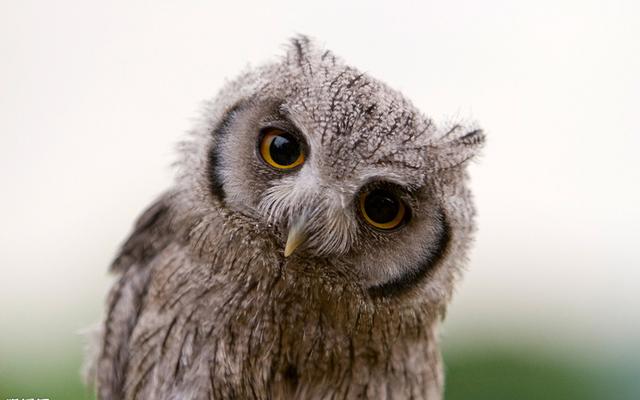 猫头鹰能当宠物吗视频,猫头鹰可以当宠物养吗