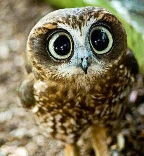 猫头鹰能当宠物吗视频,猫头鹰可以当宠物养吗