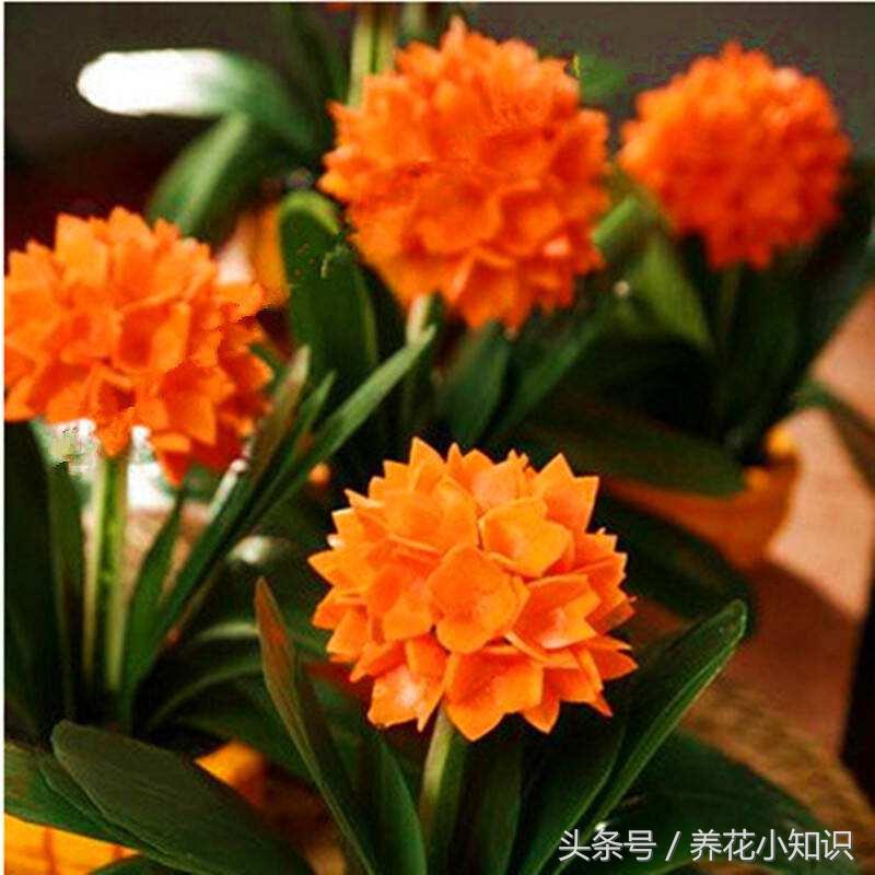 君子兰的养花技巧和方法,君子兰养花知识大全与技巧