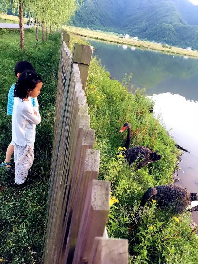 北纬30°神秘之境，在高山草甸、追逐鹿群，这里美的像天堂！