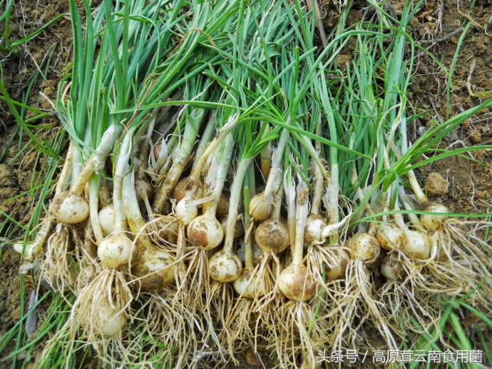东北中药材种植什么品种前景好点,适合东北种植的中药材有哪些品种