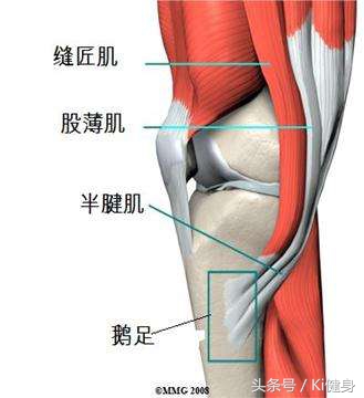 大腿外侧和前侧肌肉分布图,大腿前侧突出从解剖角度看