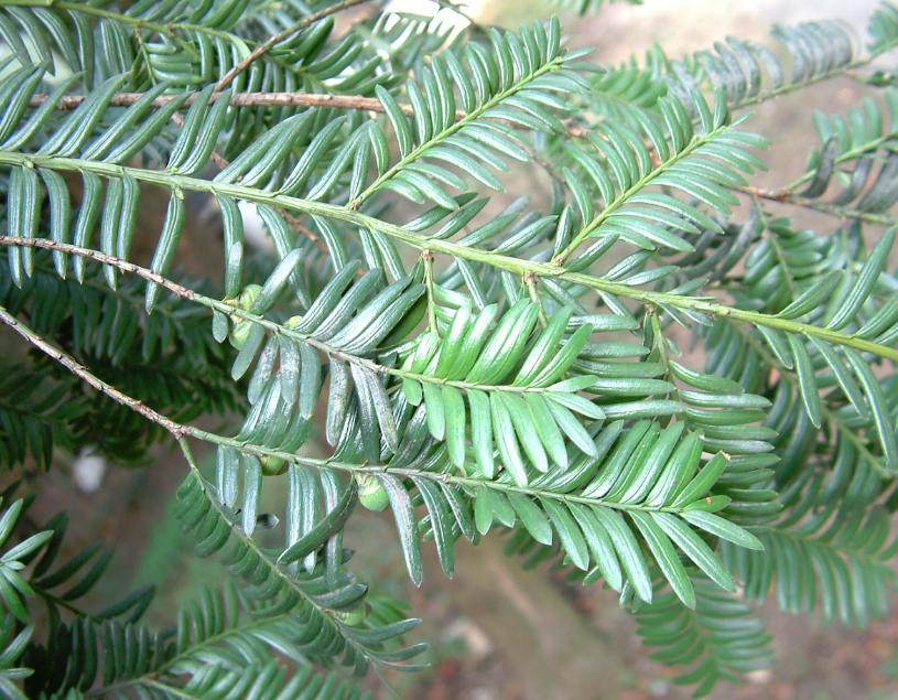 全球最大红豆杉基地,红豆杉行情怎么样