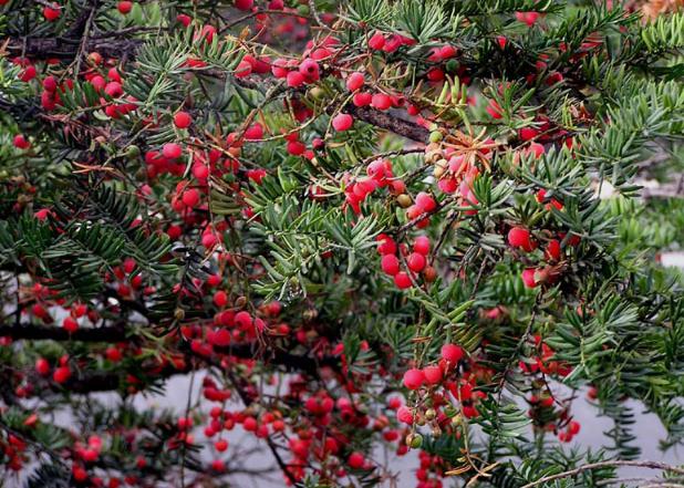 全球最大红豆杉基地,红豆杉行情怎么样