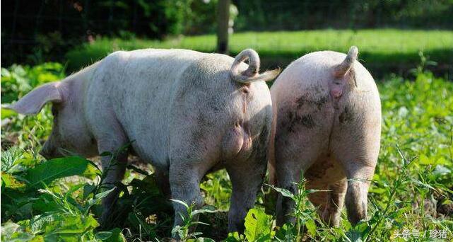 公猪感染蓝耳病毒的症状,母猪大肠杆菌怎么防治