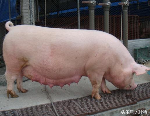 公猪感染蓝耳病毒的症状,母猪大肠杆菌怎么防治