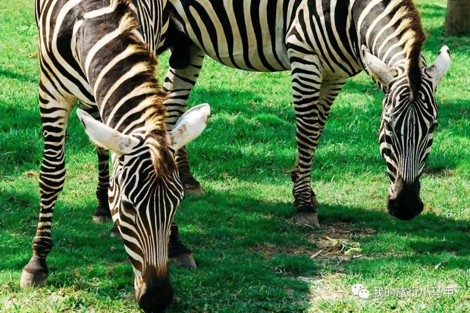 珠海长隆野生动物园旅游攻略,广州长隆自驾游旅游攻略