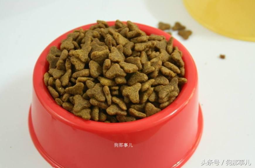 新手养狗必须要买什么狗粮,养狗需要买狗粮吗